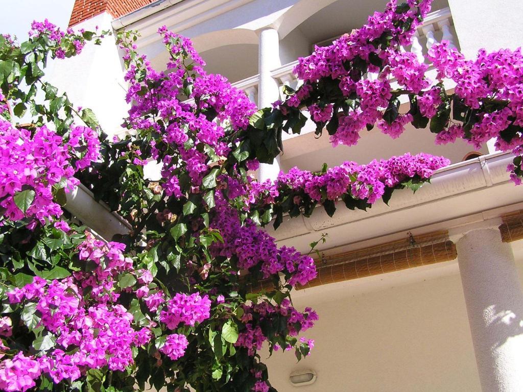 Paloma Blanca *