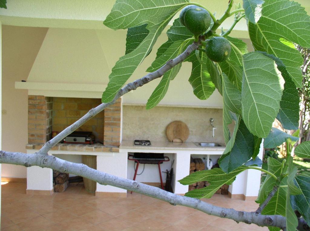 Apartment Paloma Blanca *