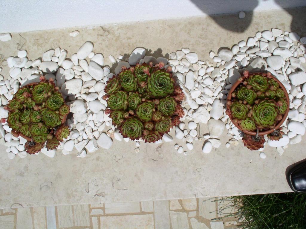 Apartment Paloma Blanca Medulin