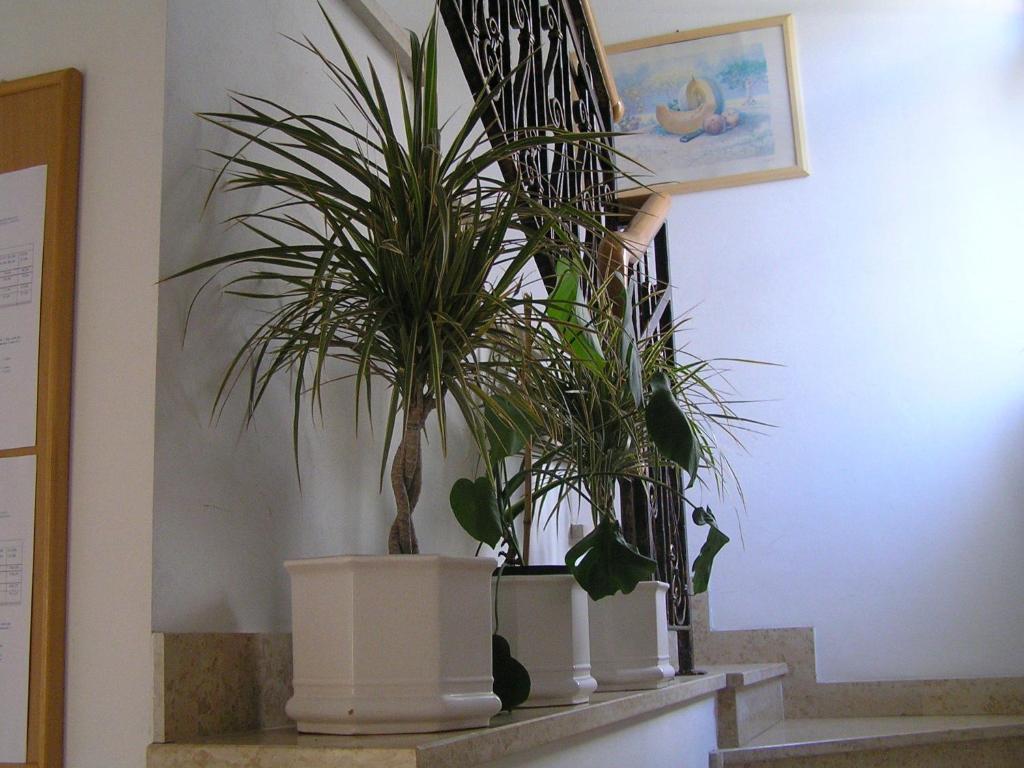 Paloma Blanca Apartmán Medulin