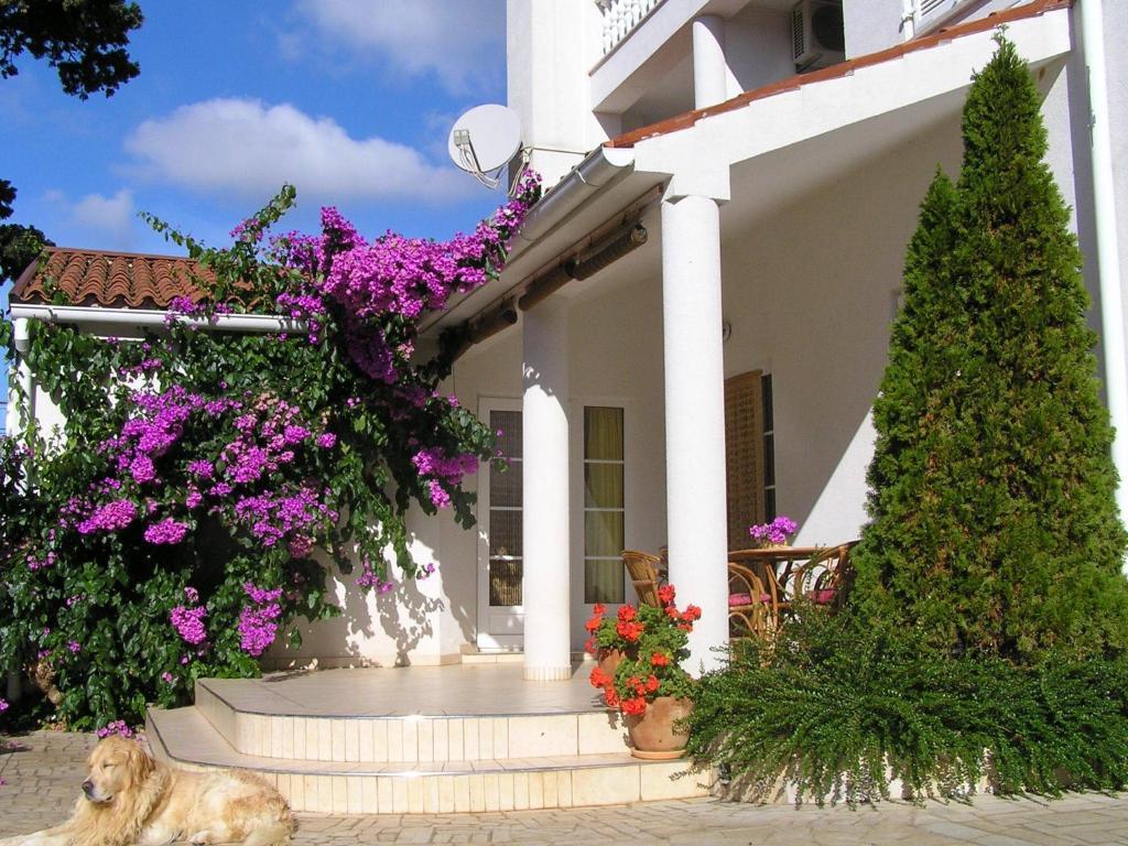Paloma Blanca